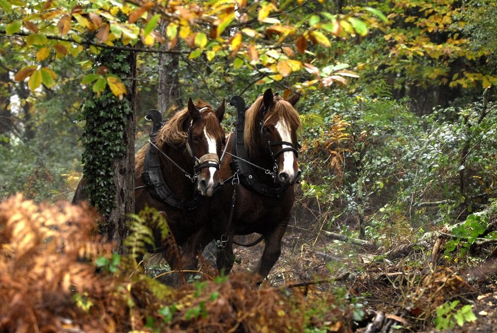 Cartographie des débardeurs au cheval en France