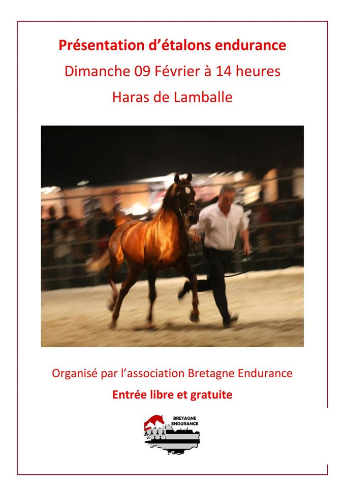 Présentation des étalons orientation endurance au Haras de Lamballe