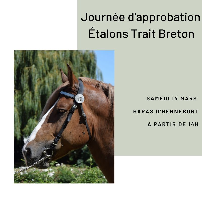 Approbation Etalons Trait Breton - Haras d'Hennebont