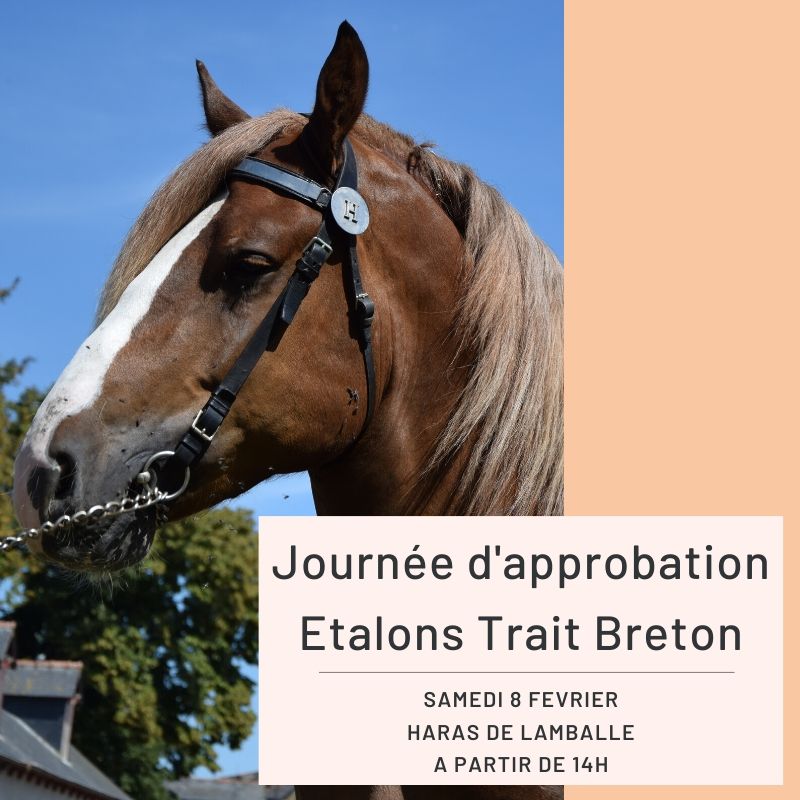 Approbation Etalons Trait Breton - Haras de Lamballe