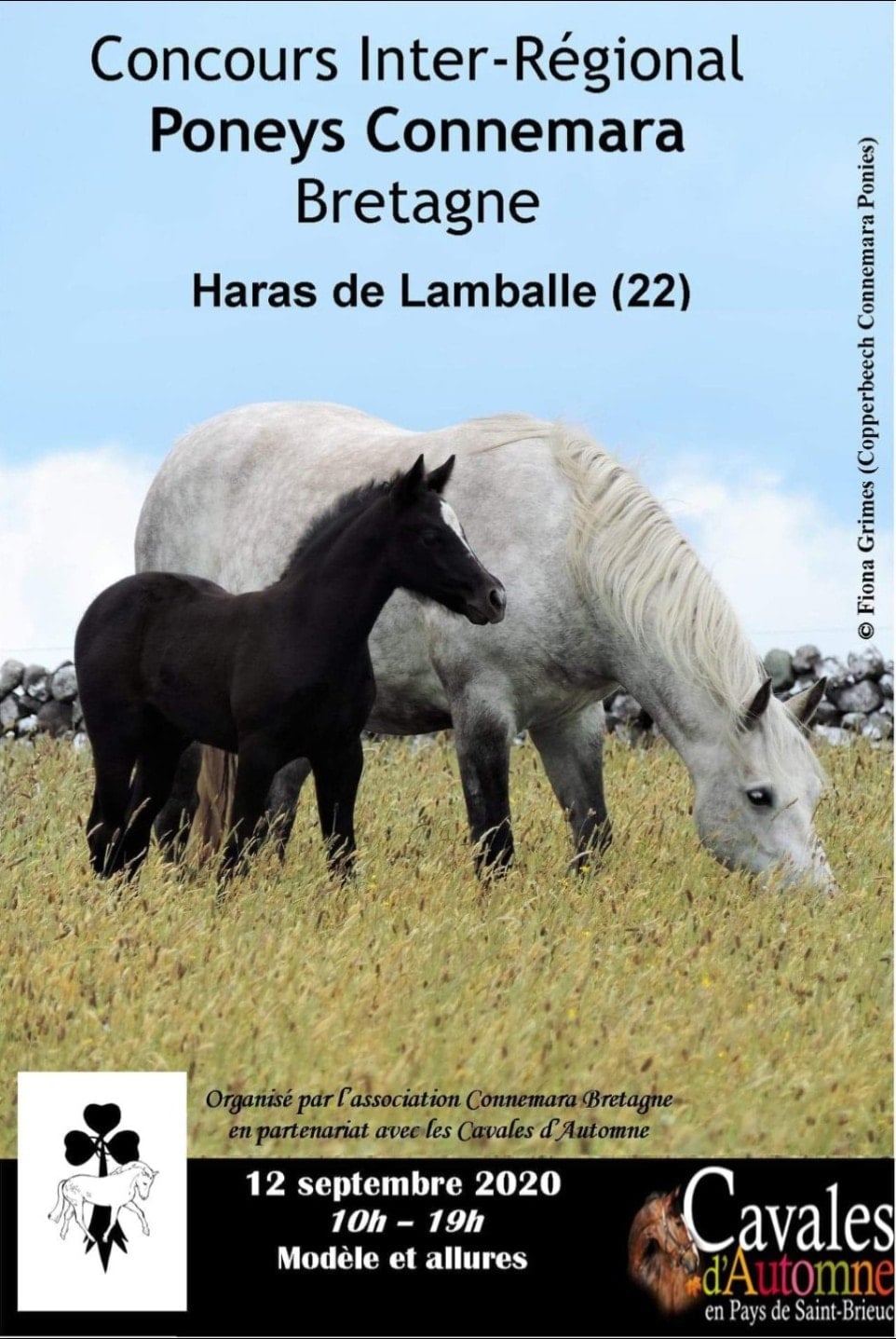 Concours Inter-Régional Poneys Connemara au Haras de Lamballe