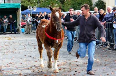 Foire aux chevaux à l’ancienne à Carhaix-Plouguer