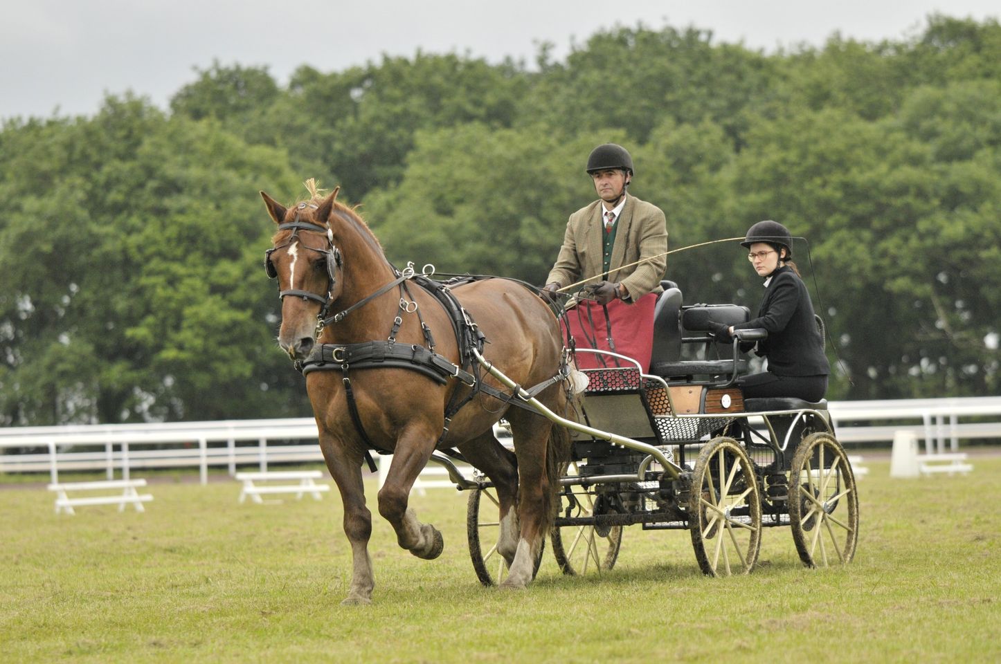 Championnat Départemental de Concours Complet d'Attelage à Landivisiau