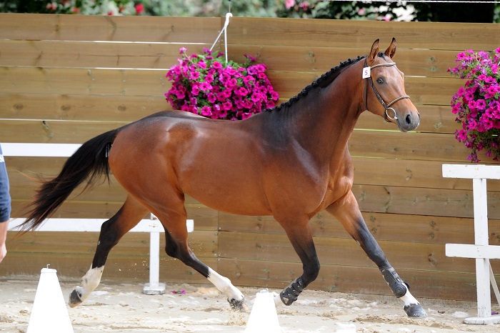 Concours foals à Hennebont organisé par la FEDEB