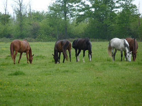 Formation : GÉRER LES PÂTURES DES CHEVAUX