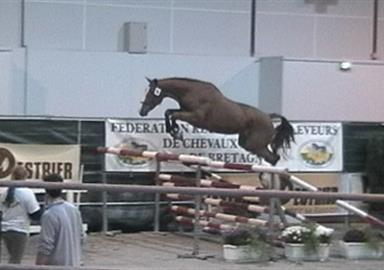 Vente aux enchères publiques de chevaux de sport - FEDEB