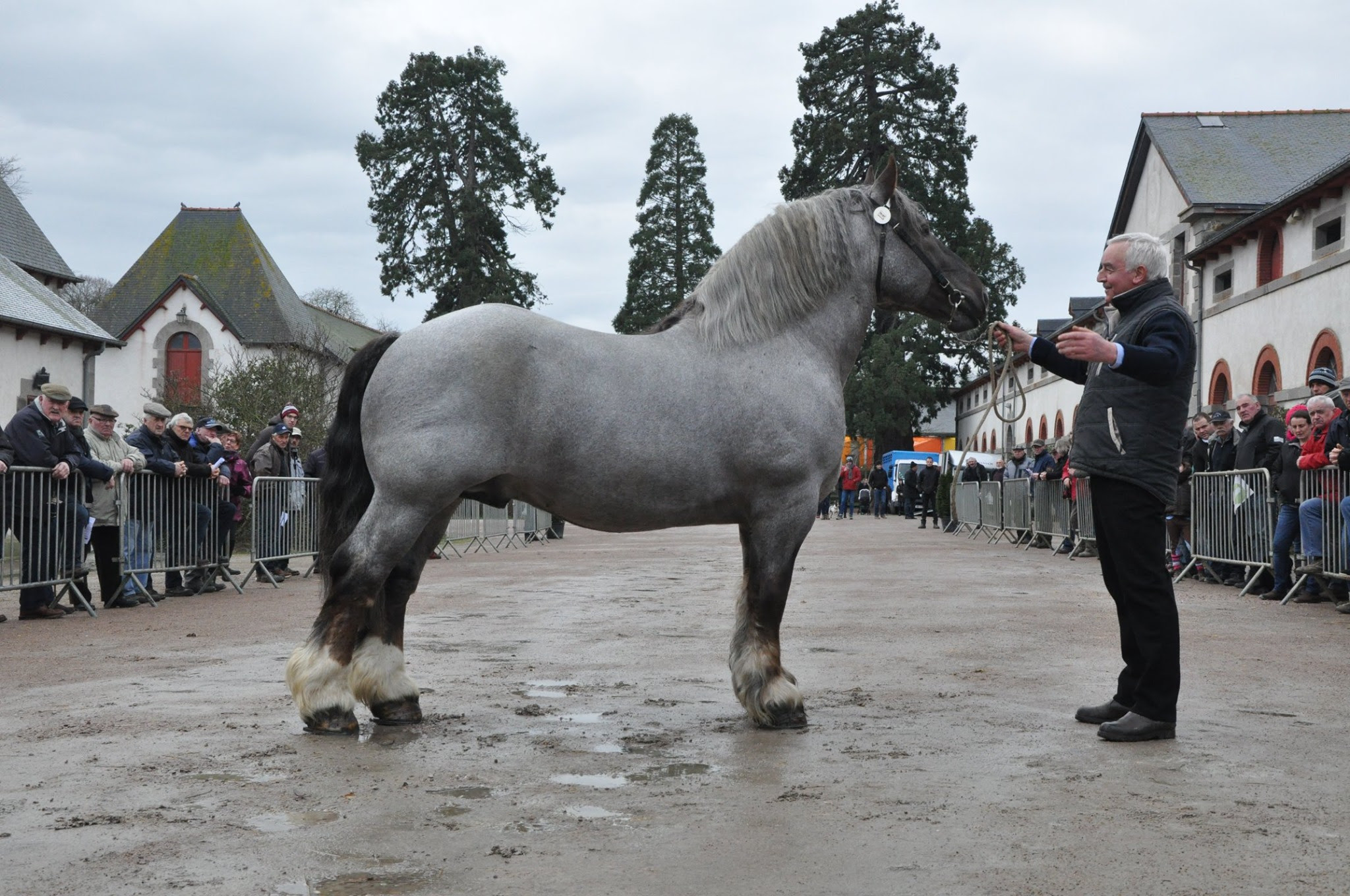 Approbation Chevaux Bretons