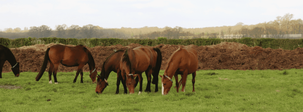 WEBconférence : Règles appliquées aux utilisations du fumier de cheval