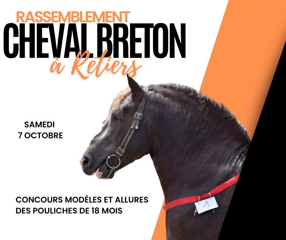 Rassemblement autour du cheval breton à Retiers