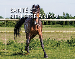 WEBconférence : Santé et bien-être animal : Bien-être du cheval de sport de haut niveau
