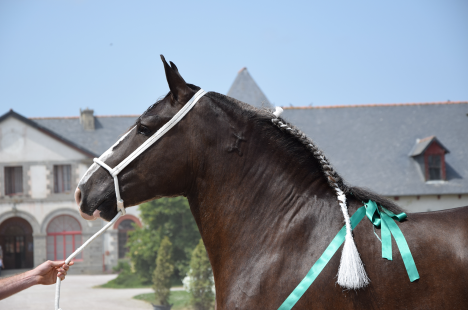 Championnat Régional - Trait Breton