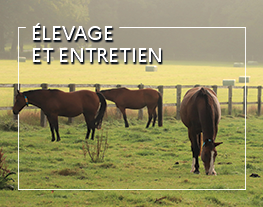WEBconférence : Gestion des prairies : limiter l’infestation parasitaire