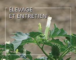 WEBconférence : Plantes neurotoxiques et troubles « en hypo »