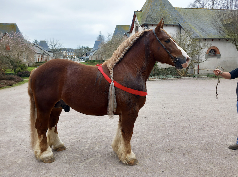 Approbation chevaux bretons