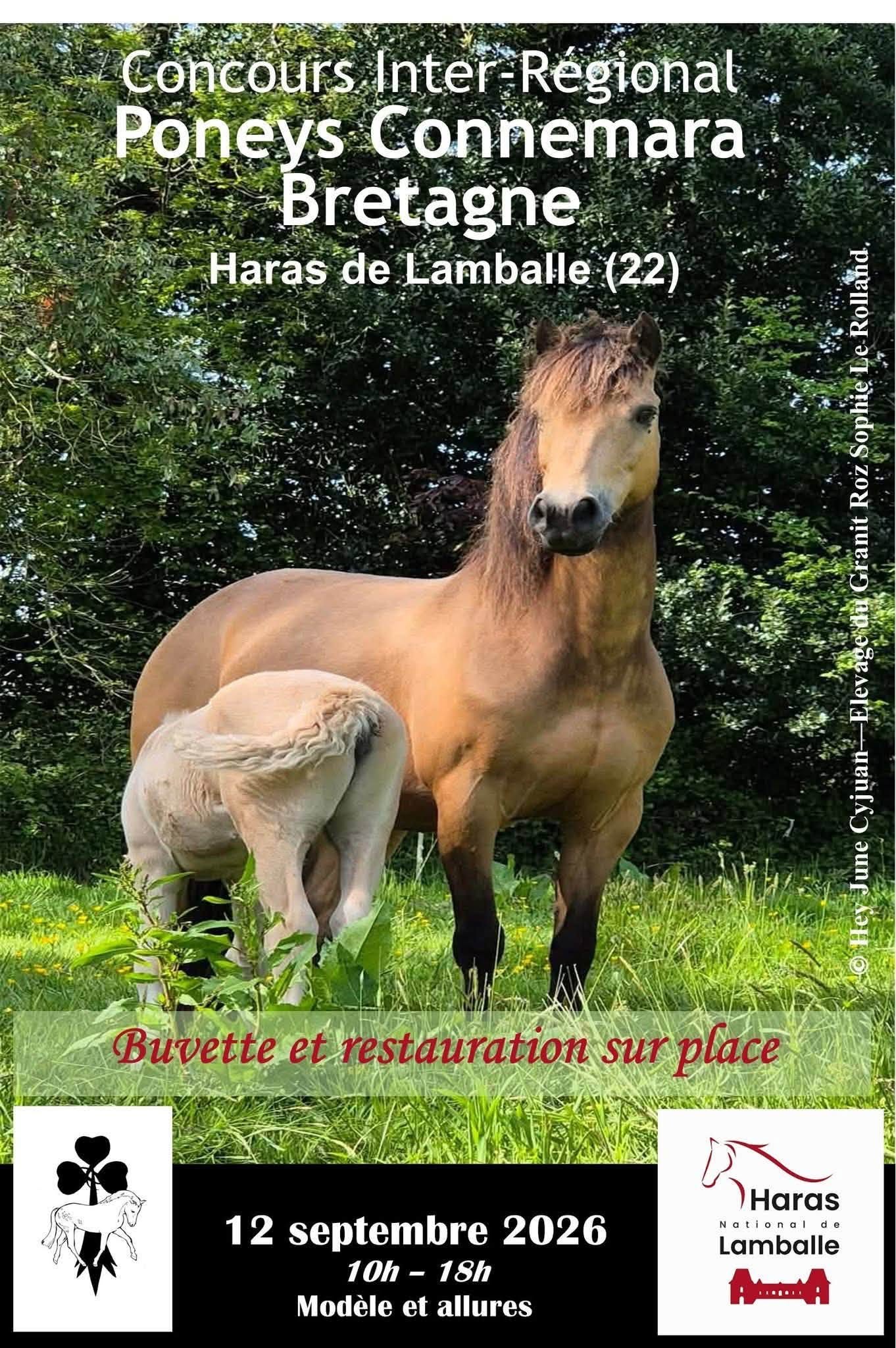 Concours Connemara Bretagne au Haras de Lamballe
