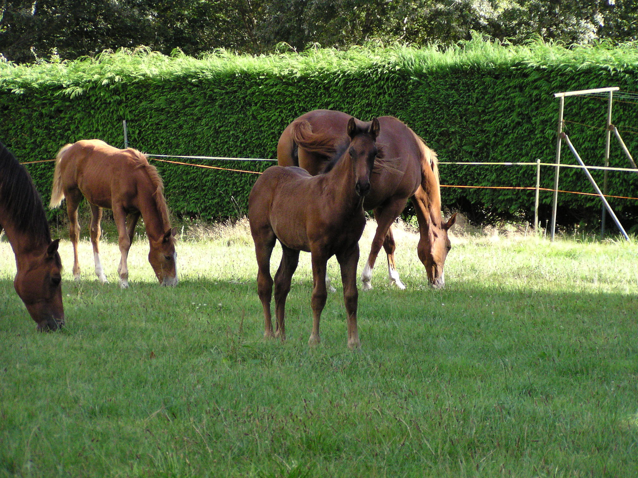 IFCE : Conjoncture Filière Cheval : des productions repartent à la hausse en 2018