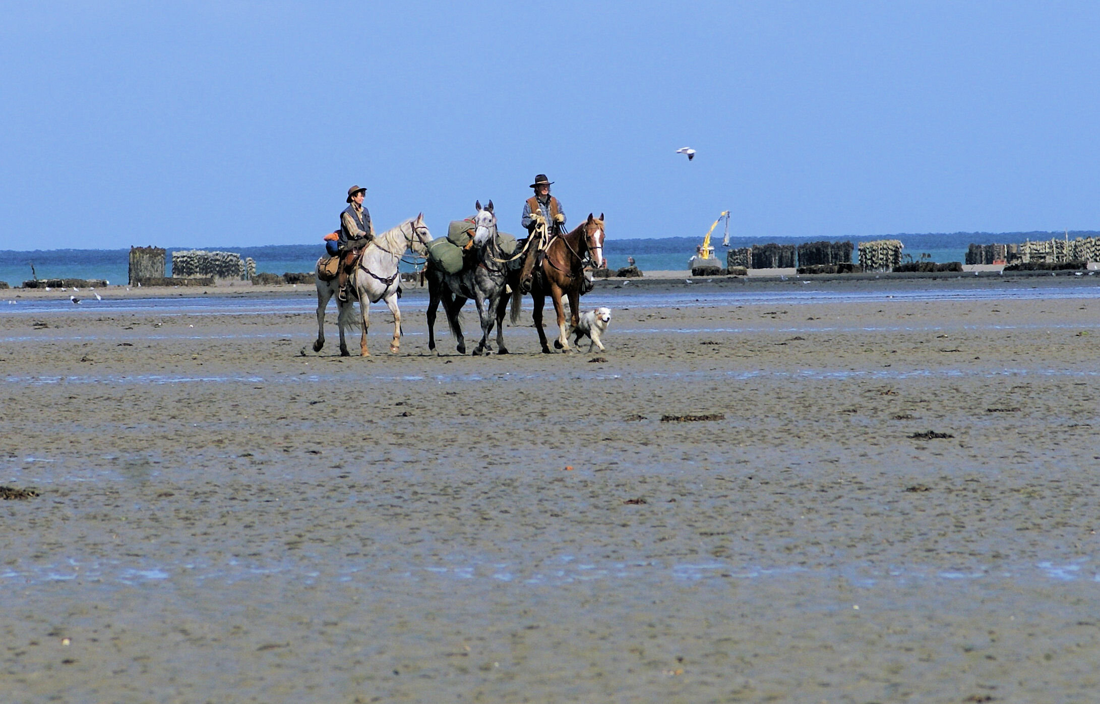 Lettre du Tourisme Equestre en Bretagne