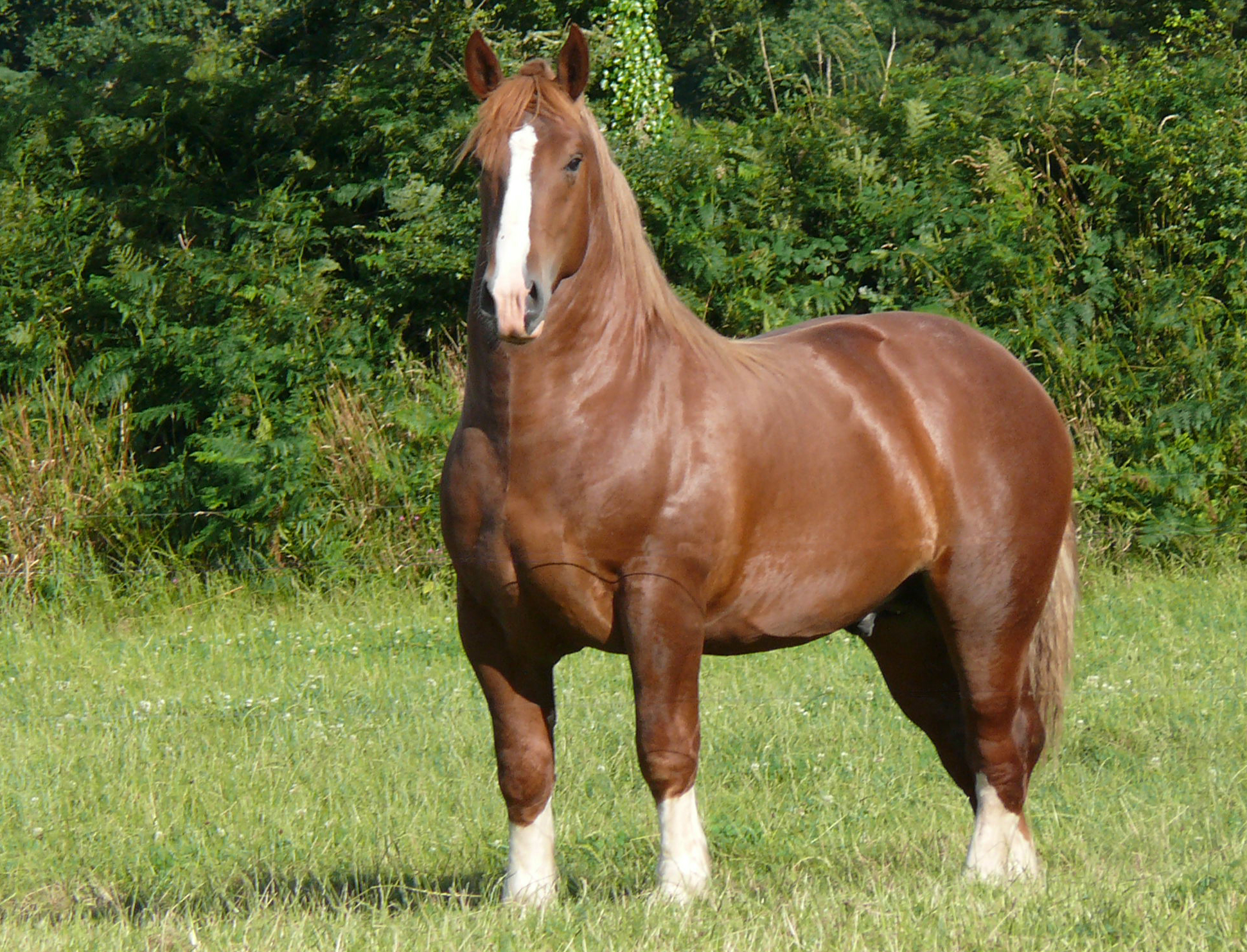 Le Cheval Breton à l'honneur dans Cheval Magazine