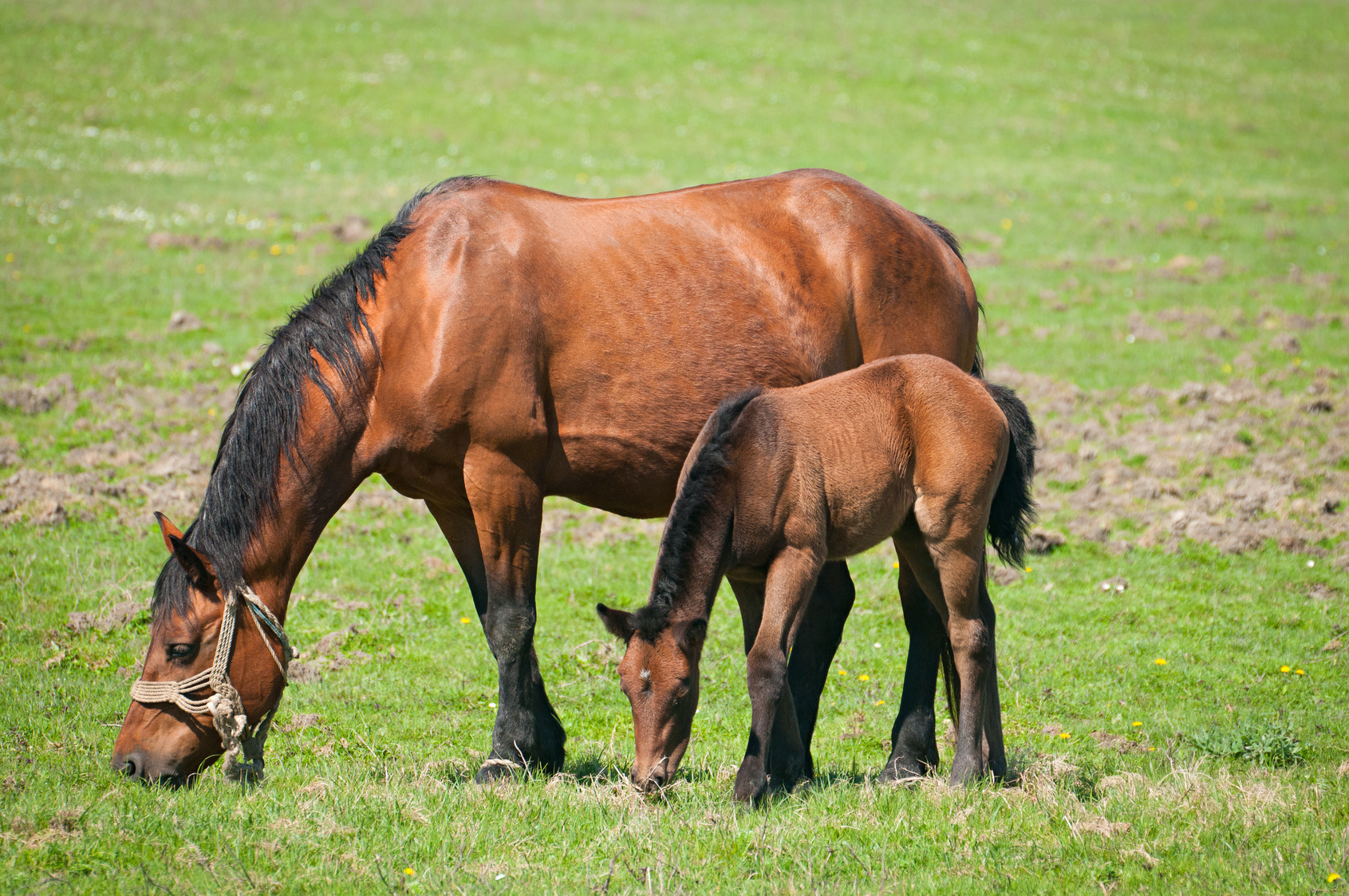 Equi-patûre : Comment valoriser l'herbe dans l'alimentation du cheval et pratiquer une vermifugation raisonnée