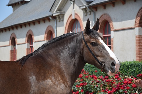 Formation Harmonisation des juges Modèles & Allures Cheval Breton à Lamballe