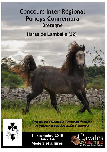 Concours Inter-régional Connemara au Haras national de Lamballe