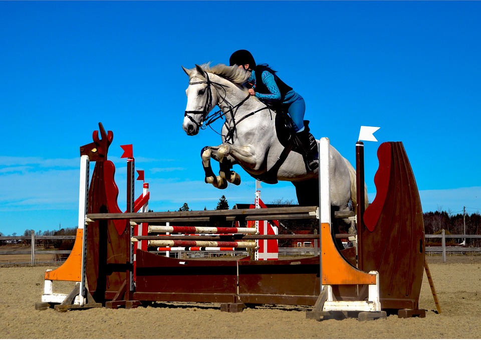 Haras d'Hennebont : Entrainement de saut d'obstacles Jeunes chevaux SHN