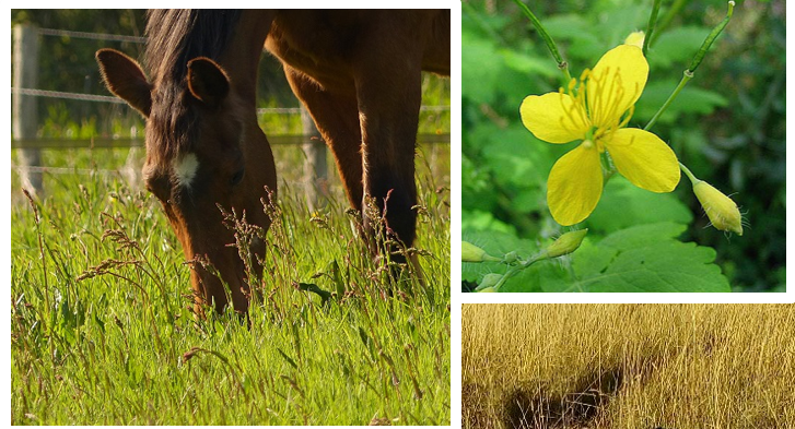 Formation "Apprenez à reconnaitre les plantes toxiques pour le cheval" à Allineuc(22)