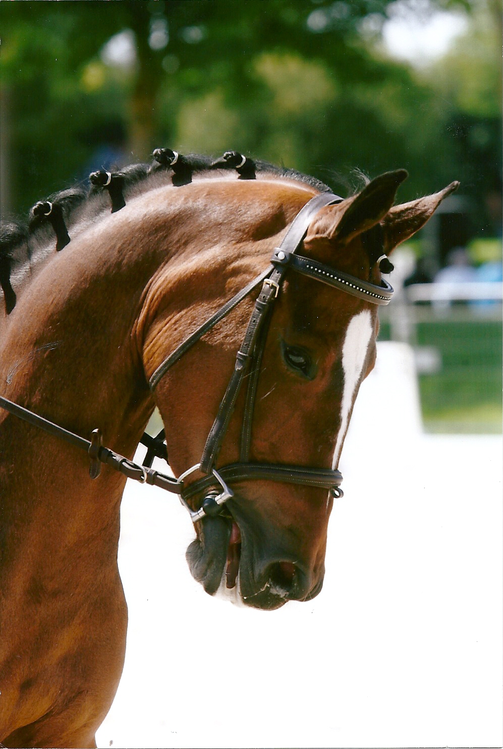 Championnat de Bretagne de Dressage au Haras National de Lamballe