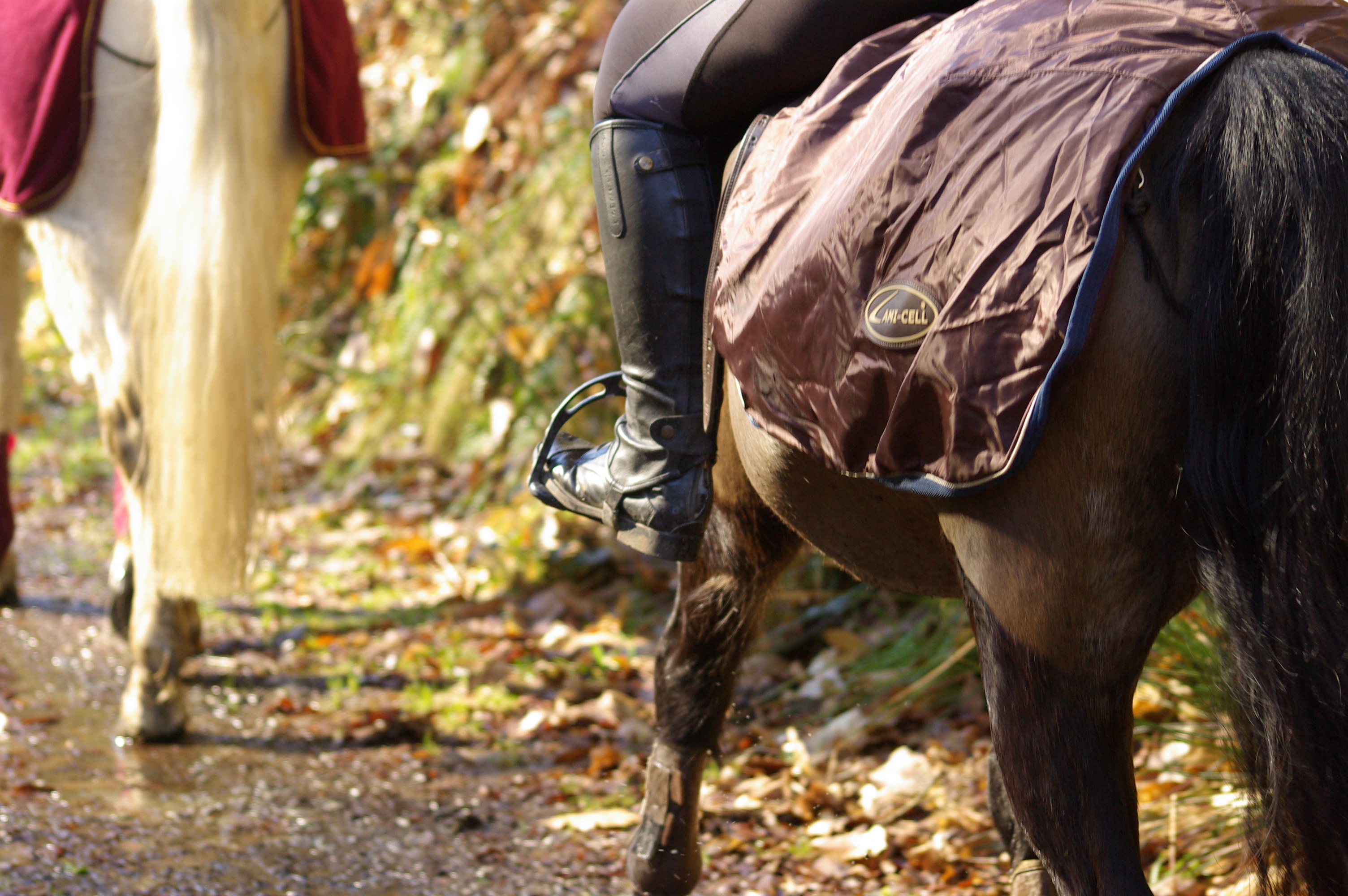 Rando nature à Cheval - Le 20 Juillet et le 11 août 2019 à Saint Nicodème