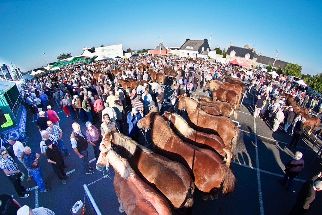 Foire aux poulains de Plaintel