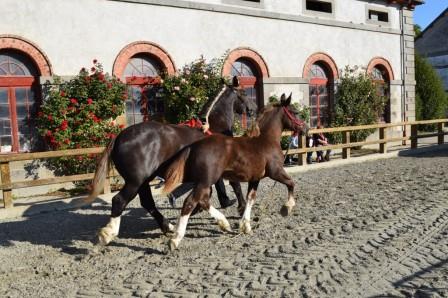 Concours Départemental Cheval Breton à Lamballe